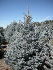 Colorado Spruce